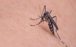 常见的害虫种类,包括卫生害虫、农业害虫、贮谷害虫等类型