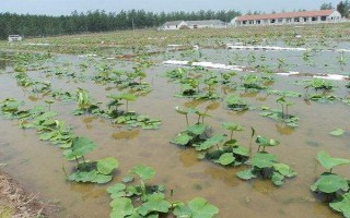 白莲藕苗的价格，一棵需要1.5-3元左右