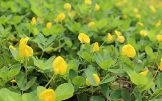 花生开花期要施什么肥料，初花期可追施硫酸钙等肥料