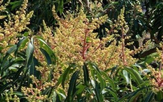 芒果的种植注意事项,可以在春秋两季进行栽种