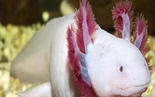 蝾螈是娃娃鱼吗,二者的科属和外形均不同