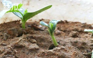 哪些蔬菜适合在3月份种植,包括空心菜、丝瓜、苋菜等品种