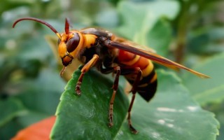 被黄胡蜂蛰了怎么办，远离蜂巢后再用弱酸性溶液清洗伤处