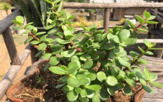 摆放金枝玉叶的禁忌，不能放在水气或阴气过重、容易受到暴晒的环境中