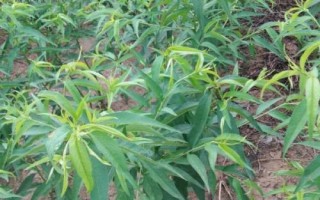 晚熟桃树苗品种推荐，以下几种具有发展潜力