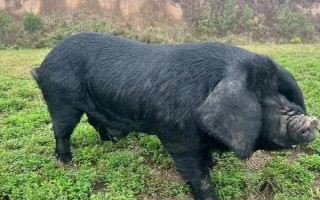 国内常见的猪品种，常见的有东北民猪、八眉猪等