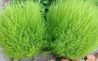 风滚草在中国的叫法，一般被称为猪毛菜