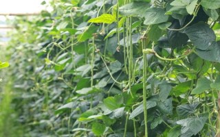 何时种植长豆角，以4-5月份为宜