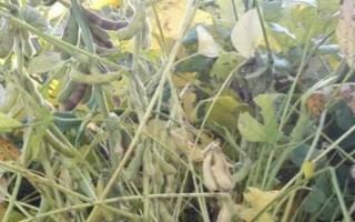 汾豆56大豆种子特征特性,该品种平均生育期108天