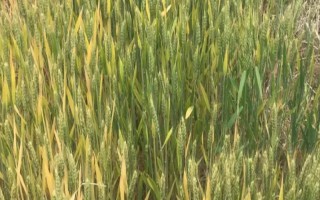 龙辐麦19小麦种子介绍，选择中上等肥力地块种植