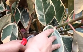 橡皮树怎么砍头,正常状态或较为胶状的橡皮树才适合砍头