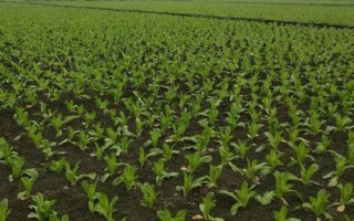 定植莴笋后如何管理，膨大期应适当喷施矮壮素