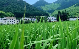 茭白的种植和管理方法,通常在4月至5月上旬定植