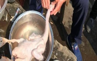怎么正确的杀鸭子，鸭毛需烫透后才好拔毛