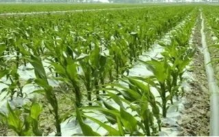 怎么用地膜种玉米，育苗移栽需要先栽苗再覆膜