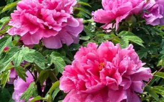 哪些花卉代表思念已故的亲人，常见菊花、康乃馨、白百合等品种