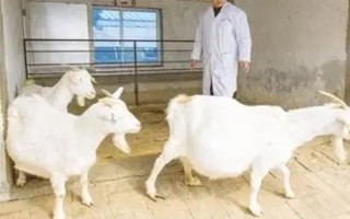 冬季养羊有哪些注意事项，要注意防寒保暖