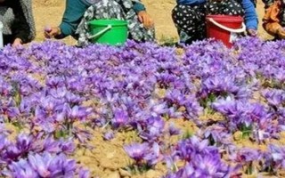 藏红花如何种植，播种通常是在8-9月进行