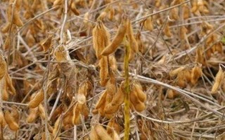 泉豆13号大豆种子特点,春播出苗至成熟108.0天