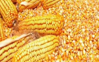 金华13号玉米种子特点，秋植全生育期74~80天