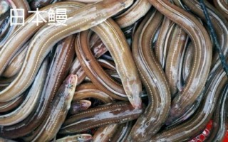 日本鳗的产地，主要分布在越南等国家