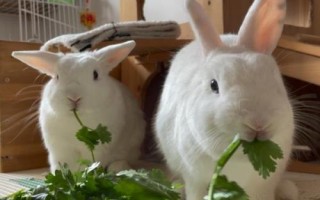 兔子的食物，一般喜食青草