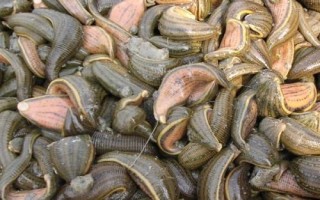 水蛭如何捕捉，一般会用到动物血