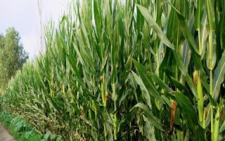 田艺9号玉米品种简介