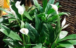 白掌叶子下垂的原因及解决方法，浇水不当或土壤不适等均会导致