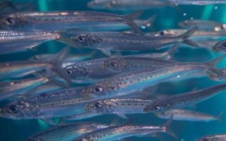 沙丁鱼和青条鱼的区别，科目和外形都不同