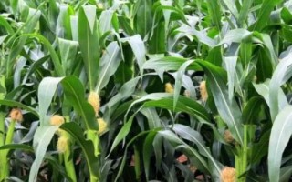足玉609玉米种子介绍,区试平均生育期127天