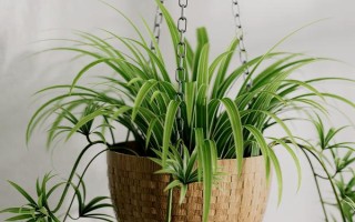 哪些植物晚上会释放氧气，包括虎皮兰、芦荟、长寿花等品种