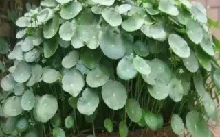 淘米水可以养铜钱草吗，可以但切忌每天使用