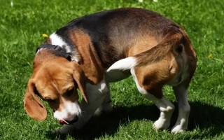 狗狗追尾巴的原因，可能是太无聊了或肛门腺发炎等