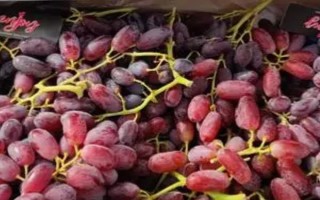 哪个品种的提子好吃，常见的有美人指、温克提子、黑珍珠等