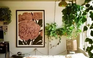 绿萝的寓意，寓意坚韧和善良