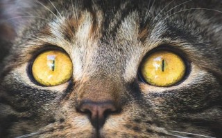猫瞳孔为什么会变大变小,会因为不同的心情而改变