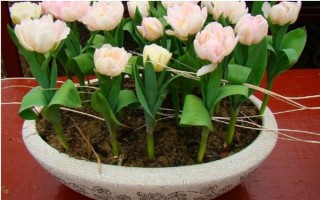 盆栽郁金香能不能在室外过冬，种球可以忍耐-35℃的低温