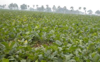 一斤大头菜种子要多少钱，小叶种通常更受欢迎