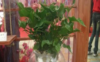 红掌水养多少天换水，可以每隔三天换一次水