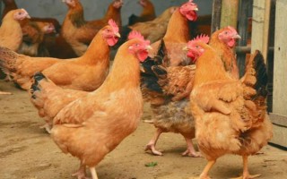 为什么十月份鸡不下蛋了,可能是温度较低或饲料不足所致