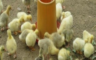 雏鹅怎么饲养，出壳后要在一天内饮水开食