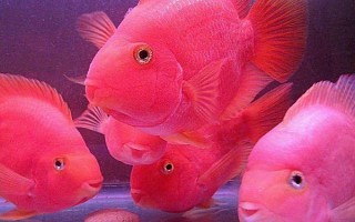 鹦鹉鱼变黑的原因,可能是患上了黑斑病或水温不适等