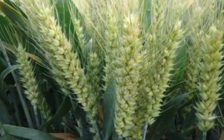 春晓158小麦种子介绍，每亩适宜基本苗16～18万