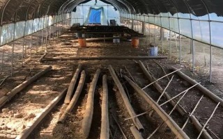 鸡应激如何预防，要为其创造一个适宜的生长环境