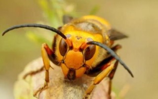 被虎头蜂蛰了怎么办，先用食醋等弱酸性溶液冲洗