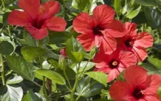 木菊花的养殖方法，菊株高20厘米时开始加施叶面肥