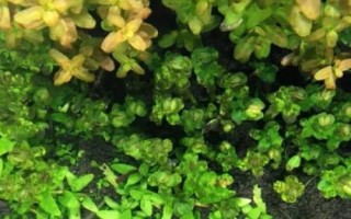 印度小圆叶水草好不好养，适应能力强容易养