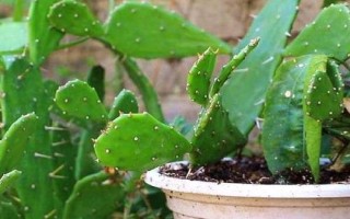 仙人掌怎么繁殖，可采用嫁接、分株、播种等方式