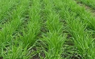 韭菜的种植方法，可有性繁殖也可以无性繁殖